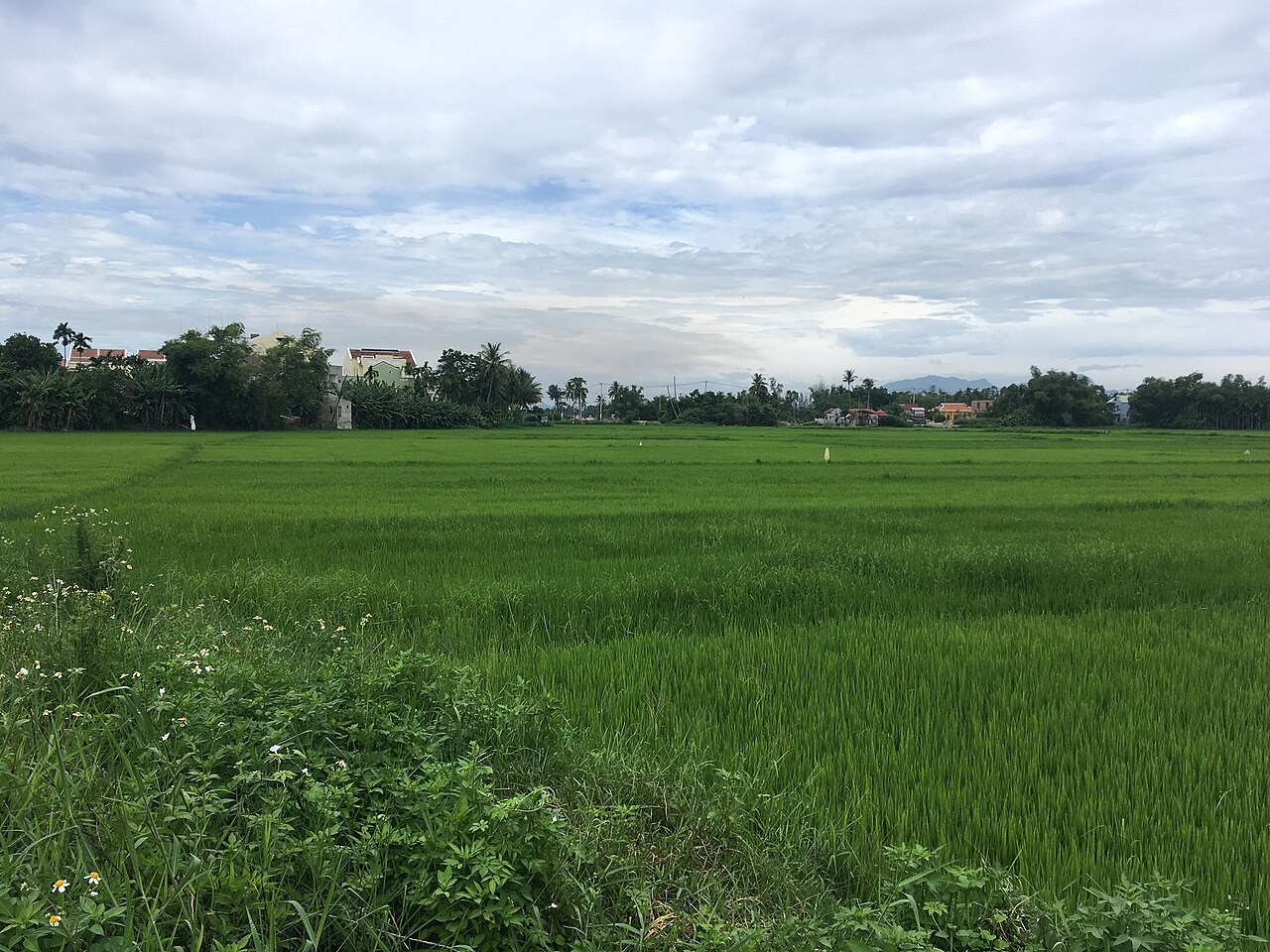 會安郊外的稻田