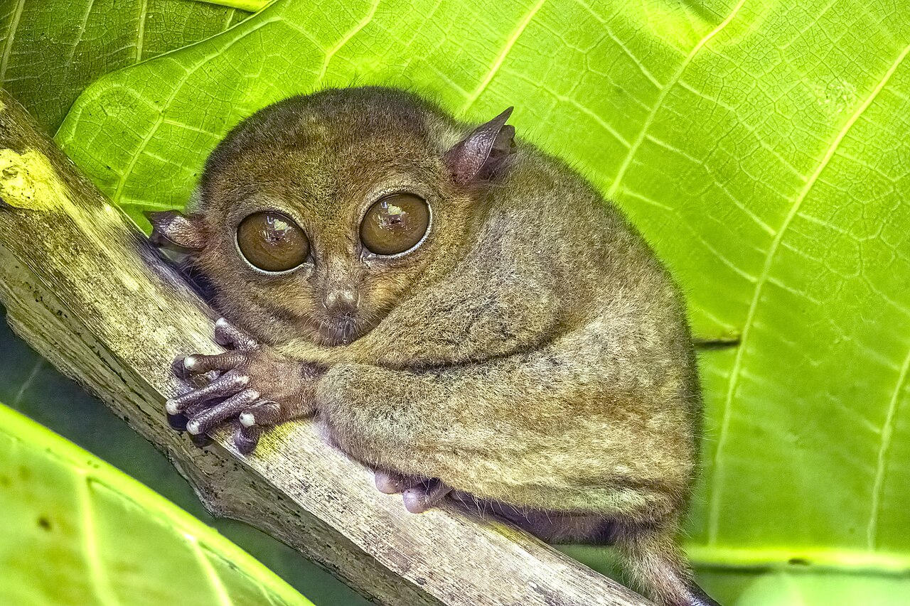 抓著樹枝的菲律賓眼鏡猴